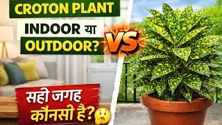 Croton Plant Care Tips | क्रोटन पौधे की पूरी देखभाल #croton #plants 