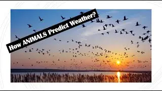 How Animals Forecast Weather
