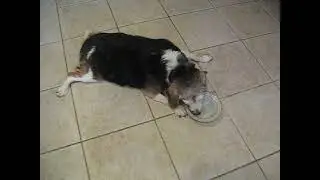 HOH Beagle Misty Haze Bloated Cyst Months After Abscess Strikes Back Eating July 4th Cake With Hound