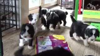 Bearded Collie puppies 3 February 2017