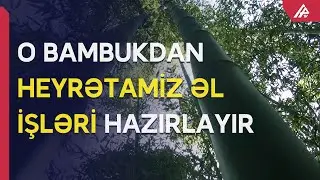 Lənkəran sakini həyətyanı sahəsində bambuk yetişdirir - APA TV