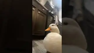 Duck edit
