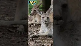 Kangaroo Tail Magic! 🦘🌀 #fun  #facts
