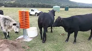 Cattle all waiting their turn as Arlo gives Bainbridge Cattle Brush Totem and good test run. 🇦🇺🇦🇺🇦🇺