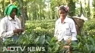 Assam's tea garden workers demand tribal status