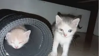 Keseruan anak kucing bermain di malam hari