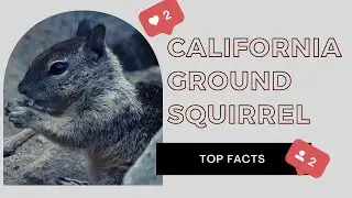California Ground Squirrel facts 🐿 Beechey Ground Squirrel 🐿