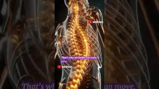 Кости прочнее стали #человечество #наука #факты #короткометражки