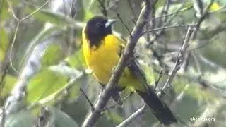 Audubon's Oriole