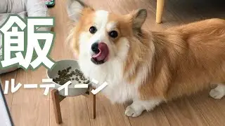 ただご飯を食べてからちーちする動画です。