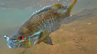Sight Fishing Big Sunfish on Beds