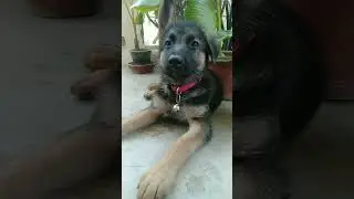 12th day with coco #coco #masti #cute #dog #funny #thequeen #doglover