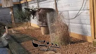 Ring teal with log nest