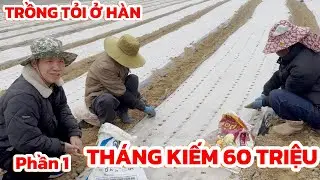 Phần 1 | Một ngày làm nông trồng tỏi ở Hàn Quốc thu nhập hơn 2 triệu có đáng không? | Thi Hàn Quốc 