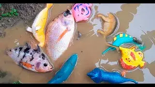 Finding Big Tilapia, Koi Fish, Ornamental Fish, Shark, Whale, Octopus, Crab, Dino Lobster | Part003