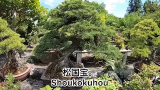 盆栽　吾妻五葉松の葉性アソート