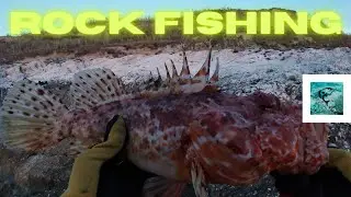 Rock Fishing Big Scorpionfish #fishing #rockfishing #scorpionfish
