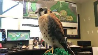 American Kestrels