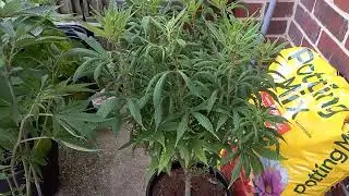 Showing sex: Sour Banana Sherbert x Banana Punch.