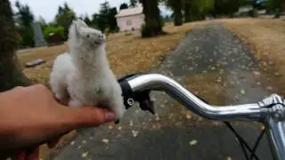 An Alpaca Song