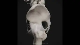 Pelvic ligaments