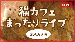 猫カフェまったりライブinてまりのおしろ（定点カメラ）vol.12