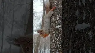 Белка - Red squirrel