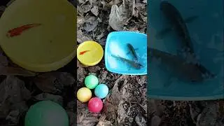 Finding ornamental fish colored eggs and colorful fish🎉🎉#ornamentalfish #fishing #fish #egg