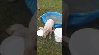 Pretty Penny's First Swim... AKA, Penny Ruins the Pool Party 😂