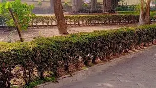 Abhi na Jaao chhod kar//Mohommad Rafi ji//Cover -Moumita Dhar 