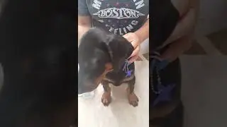 Taping Natural Ears Doberman