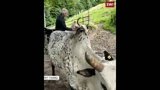 Счастливая жизнь фермера-дауншифтера в Швейцарии