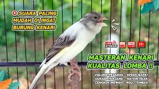 Pancingan Suara Kenari Gacor‼️ Ampuh untuk Masteran Kenari Muda dan Terapi Kenari Macet Bunyi 552