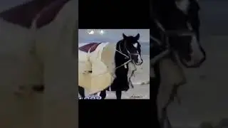 Боян торы