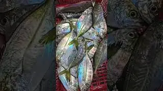 Choosing fish #shortvideo #fishing