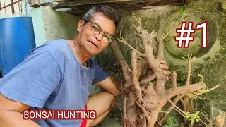 BONSAI HUNTING