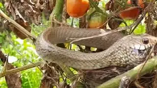 Snake Attack on The Baby Birds | Help Less Baby Birds Are Died For Snake