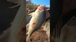 Winter White Bass from the bank #fishing #bankfishing