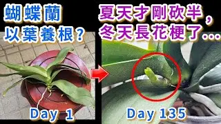 蝴蝶蘭：不是剛砍頭砍下來，怎麼就長花梗了… 因為葉子夠多嗎?