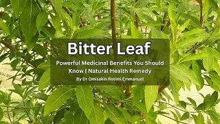 Bitter Leaf Powerful Medicinal Benefits You Should Know  Natural Health Remedy