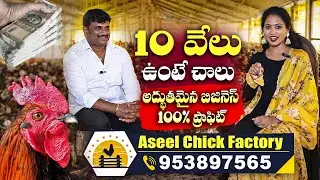 100% Profit BUSSINES l ASEEL CHICK FACTORY | High Protein Chicken for Country Hens | SumanTV Sandya