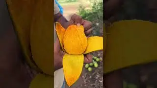 This Is What a Real Organic Mango Looks Like! 😲 | Shocking Taste&nbsp;&&nbsp;Color&nbsp;Test