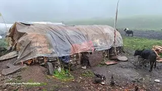 Himalayan Village Life | Dolpa | Nepal | Milking in the Yak Farm | Real Nepali Life |