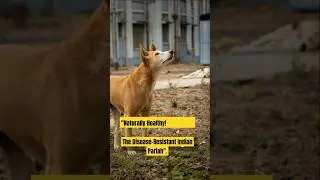 Meet the Legendary Indian Pariah Dog! #animals #nativebreeddogs #doglover