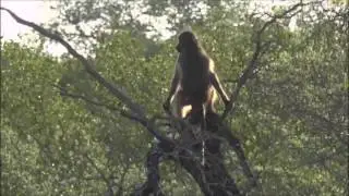 Safari Live : James cracks up when a Baboon almost falls out of a tree ( Funny ) Dec 03, 2016