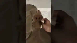 What happens to the labubu in 3AM?