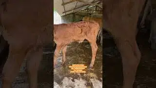Sapi lucu #sapijayafarm #sapi #appsi #fyp #youtubeshorts #shorts