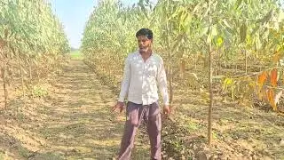 Santosh Rajput nursery P23 9311534816 DEVCHARA 