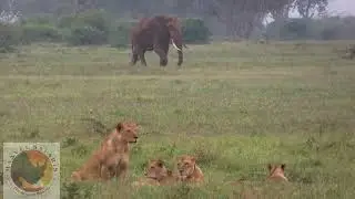 WHEN GIANTS MEETS KINGS OF THE WILD | ELEPHANT VS LION ENCOUNTERS 