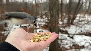 Hand-feeding Birds in Slow Mo - Red-bellied Woodpecker, Black-capped Chickadee, Tufted Titmouse